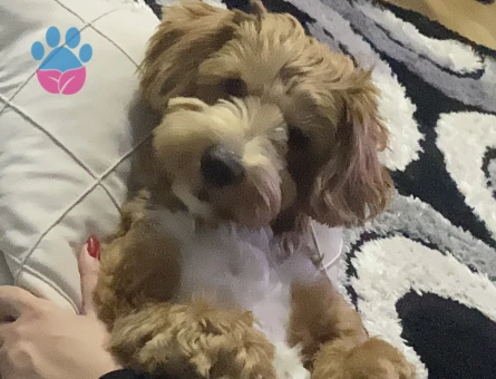 Zeus oğluma dişi arıyorum