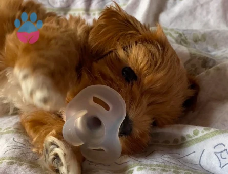 Zeus oğluma dişi arıyorum