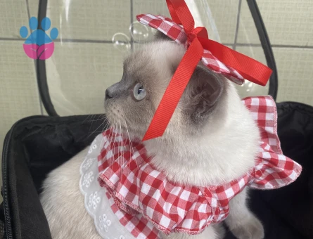 British Shorthair Kızım İçin Eş Arıyorum