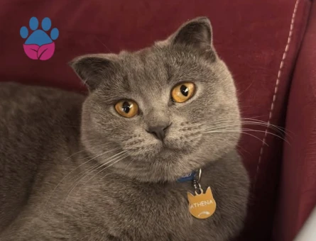 Safkan Scootish foold kızıma eş arıyorum.