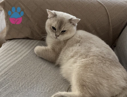 British Shorthair Beyaz Mavi Gözlü Kedime Eş Arıyorum