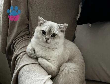 British Shorthair Beyaz Mavi Gözlü Kedime Eş Arıyorum