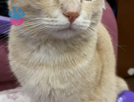 Oglusuma eş arıyoruz