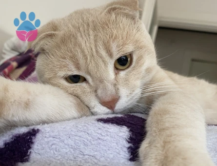 Oglusuma eş arıyoruz