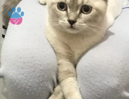 Erkek kedime eş arıyoruz