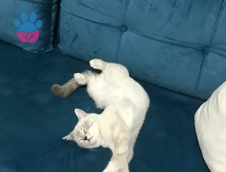 Erkek kedime eş arıyoruz