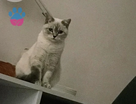 Erkek kedime eş arıyoruz