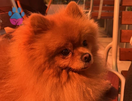 Pomeranian Boo oğlum kukiye eş arıyorum