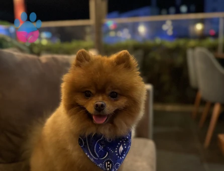 Pomeranian Boo oğlum kukiye eş arıyorum