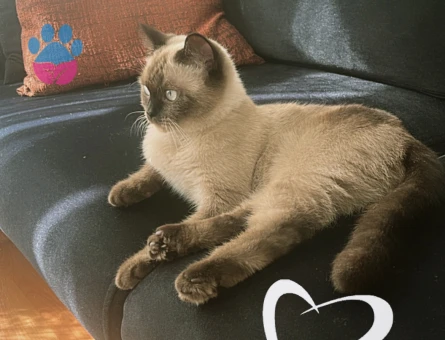 British Shorthair 1,5 Yaşında Kedime Eş Arıyorum