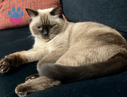 British Shorthair 1,5 Yaşında Kedime Eş Arıyorum