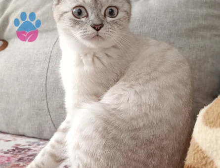 British Shorthair Dişi Kedime Eş Arıyorum