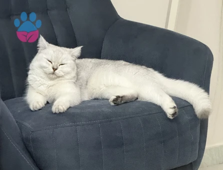 British Shorthair 1 Yaşında Eş Arıyor