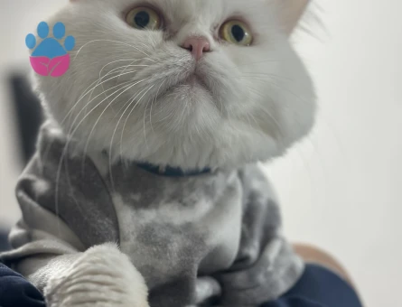 Yakışıklı oğluma eş arıyorum