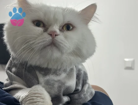 Yakışıklı oğluma eş arıyorum