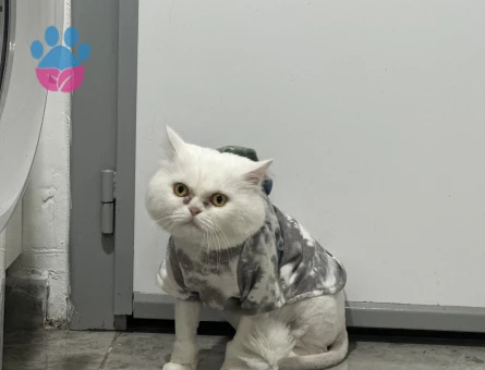 Yakışıklı oğluma eş arıyorum