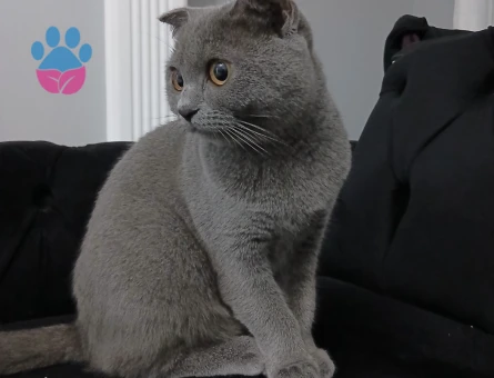 Scottish Fold Kızımıza Eş Arıyoruz