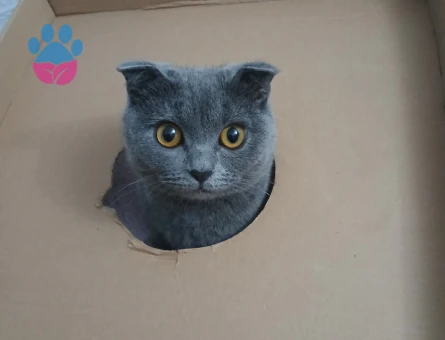 Scottish Fold Kızımıza Eş Arıyoruz