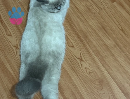 British Shorthair Dişi Safkan Bluepoint