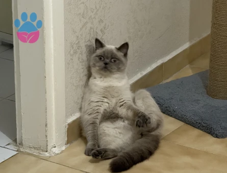 British Shorthair Dişi Safkan Bluepoint