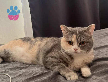 British Shorthair kızımıza eş arıyoruz