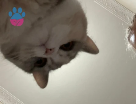 British Shorthair kızımıza eş arıyoruz