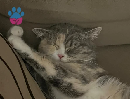 British Shorthair kızımıza eş arıyoruz