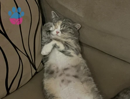 British Shorthair kızımıza eş arıyoruz