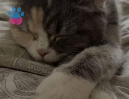 British Shorthair kızımıza eş arıyoruz