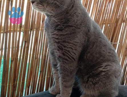 Scottish Fold Ares Eş Arıyor