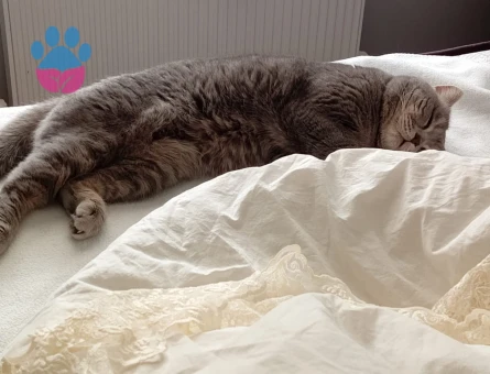 Scottish Fold Ares Eş Arıyor