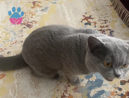 British Shorthair Kedim Eş Arıyor