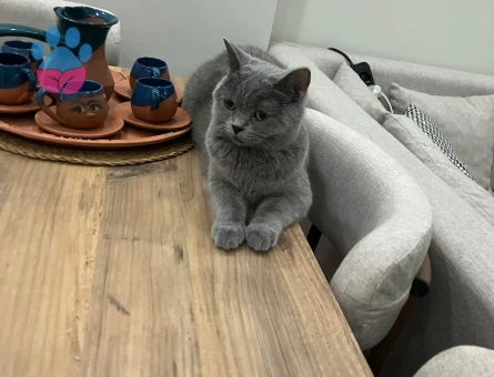 Dişi British Shorthair Kedimiz İçin Eş Arıyoruz