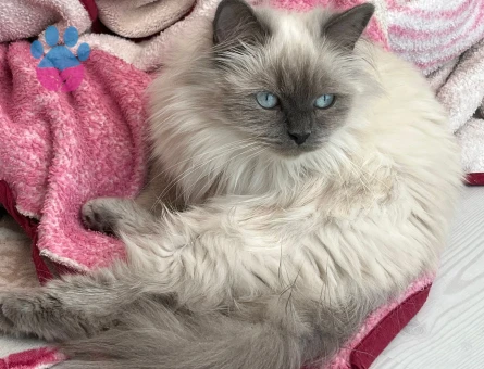 Kızımıza eş arıyoruz