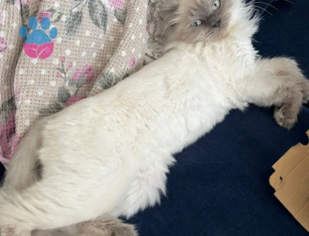 Kızımıza eş arıyoruz