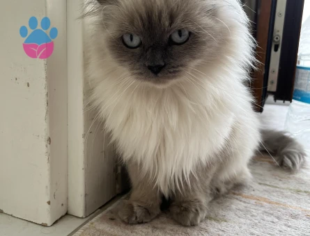 1.5 yaşındaki dişi himalayan kedimize eş arıyoruz
