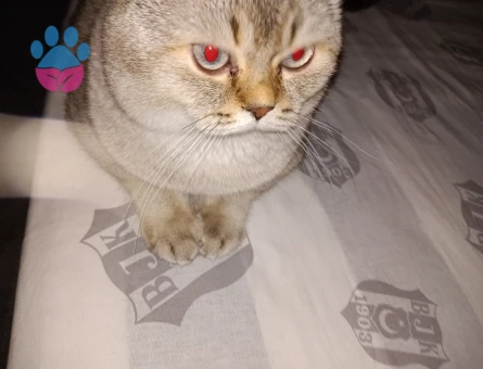 Scottish Fold oğluma gelin adayı arıyorum 1 buçuk yaşında asılı karneli