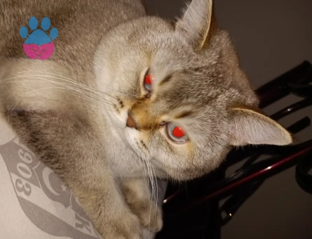 Scottish Fold oğluma gelin adayı arıyorum 1 buçuk yaşında asılı karneli