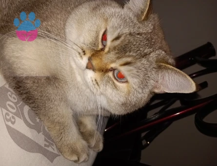 Scottish Fold oğluma gelin adayı arıyorum 1 buçuk yaşında asılı karneli