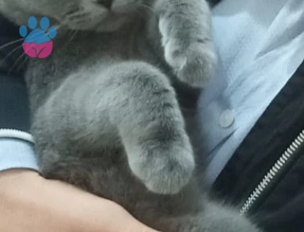 British Shorthair 1 Yaşında Eş ,Arıyoruz