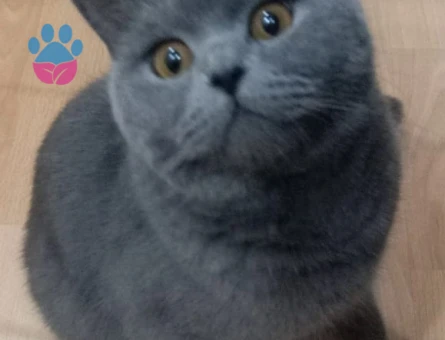 British Shorthair 1 Yaşında Eş ,Arıyoruz