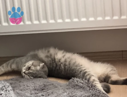 Scottish Fold Kedime Damat adayı Arıyoruz