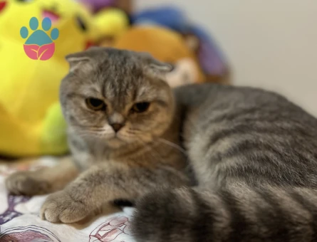 Scottish Fold Kedime Damat adayı Arıyoruz