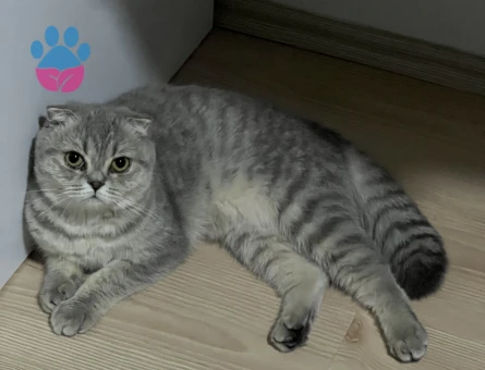 Scottish Fold Kedime Damat adayı Arıyoruz
