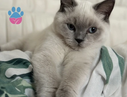 Erkek British Shorthair Kedime Eş Arıyorum