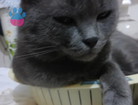 Erkek British Shorthair Kedim Eş Arıyor