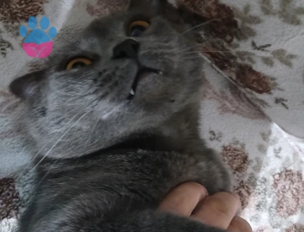 Erkek British Shorthair Kedim Eş Arıyor