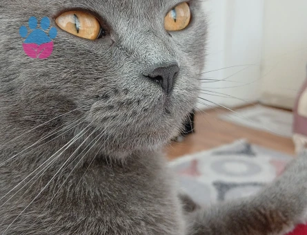 Erkek British Shorthair Kedim Eş Arıyor