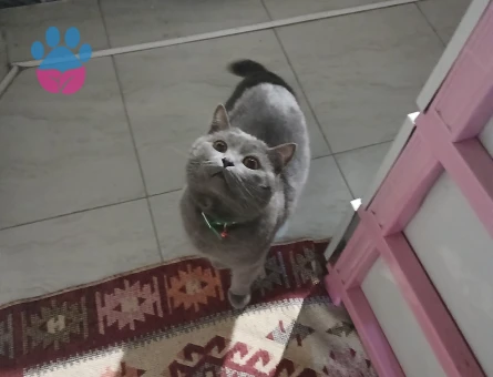 Erkek British Shorthair Kedim Eş Arıyor