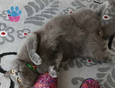 Erkek British Shorthair Kedim Eş Arıyor